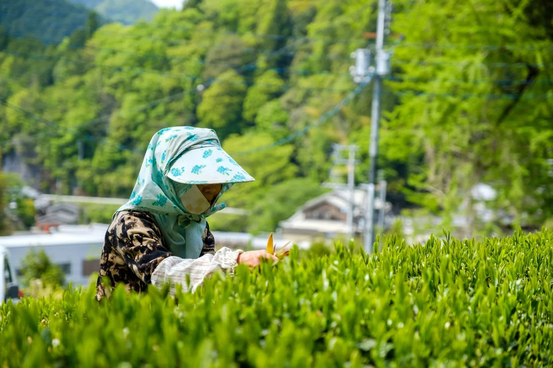 Japanese Green Tea and Cancer Prevention: What Science Reveals for Australia